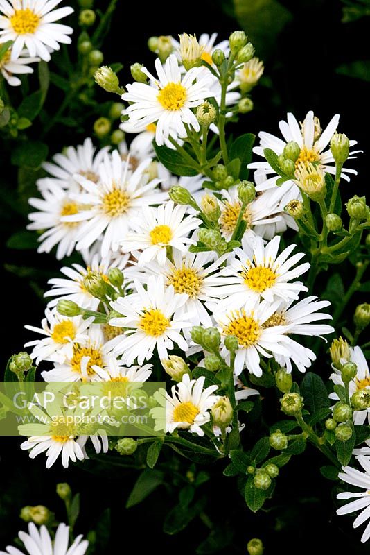 Aster Trinervius subsp. ageratiodes 'Star Shine'