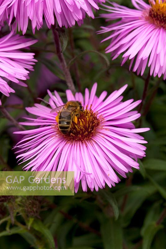 Aster 'Barr's Pink'