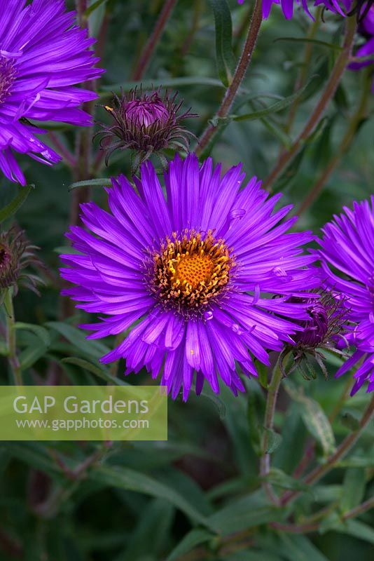 Aster 'Ladies Day'