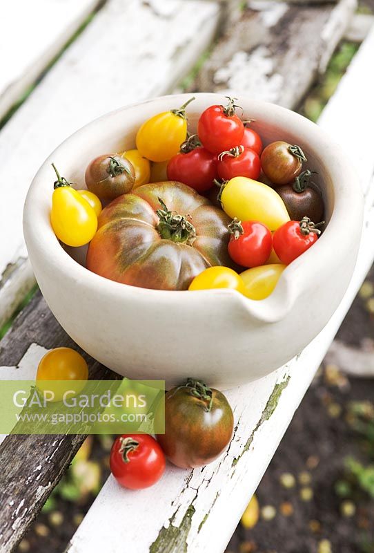 Heirloom tomatoes - Beefsteak 'Brandywine' with red cherry tomatoes 'Gardener's Delight', 'Yellow pear', 'Black cherry' and 'Cream sausage'.