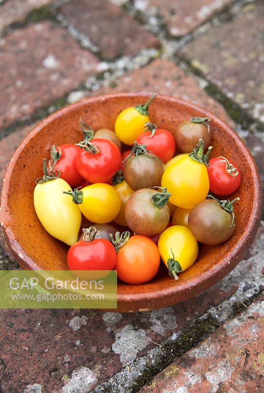 Heirloom tomatoes - Red cherry tomatoes 'Gardener's Delight', 'Yellow pear', 'Black cherry' and 'Cream sausage'.