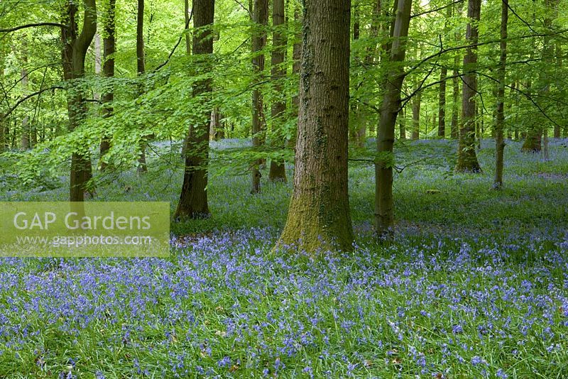 Bluebells - Hyacinthoides non-scripta in Beech woodland, Forest of Dean, Gloucestershire