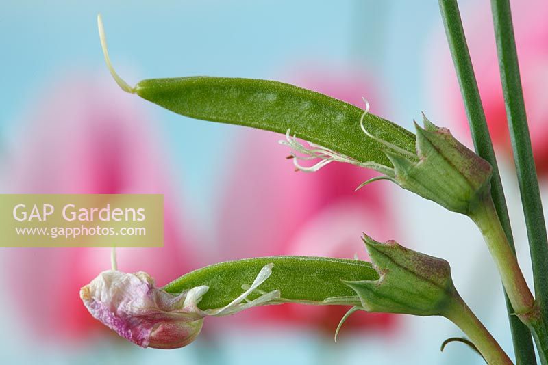 Lathyrus tingitanus  'Roseus'  Pink Tangier pea Seed pods formed as flowers die  