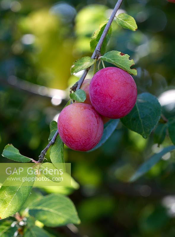 Prunus Domestica - Wild plum 