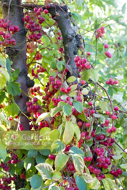 Malus - A heavily laden branch of crab apples which has broken off due to weight