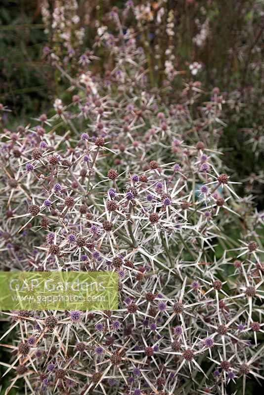 Eryngium variifolium at the National Botanic Garden of Wales - Gardd Fotaneg Genedlaethol Cymru
