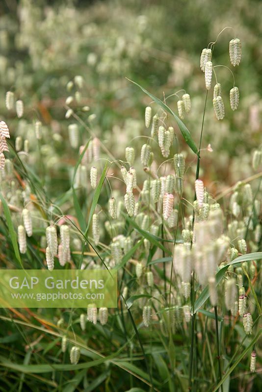Briza maxima - Large Quaking Grass at the National Botanic Garden of Wales - Gardd Fotaneg Genedlaethol Cymru