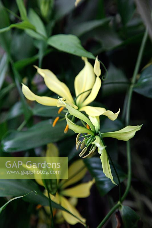 Gloriosa superba 'Greenii' at the National Botanic Garden of Wales - Gardd Fotaneg Genedlaethol Cymru