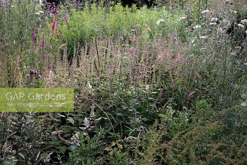 Daucus - Wild Carrot, Lythrum, Astilbe 'Deutchland' and Hedge Woundwort make an unlikely juxtaposition of wild and cultivated plants at Holbrook garden
