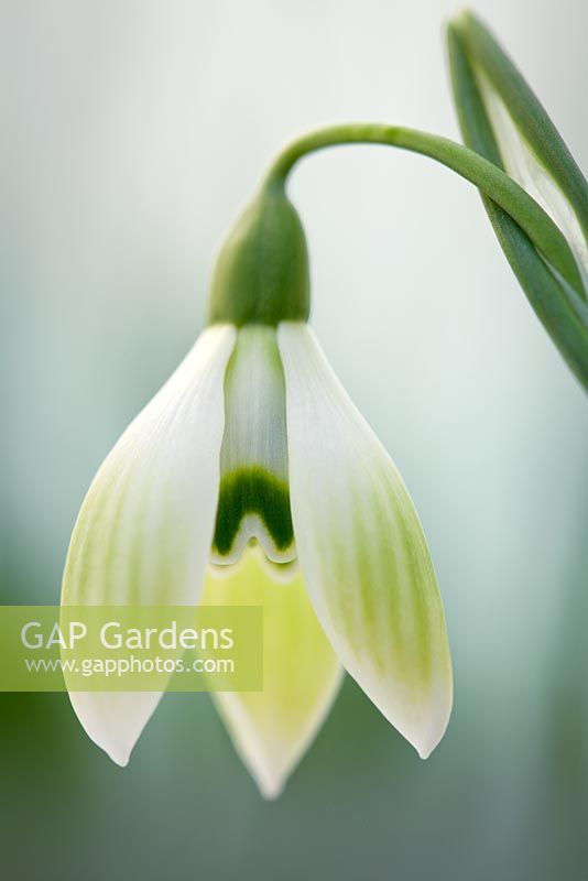 Galanthus 'Cowhouse Green', February