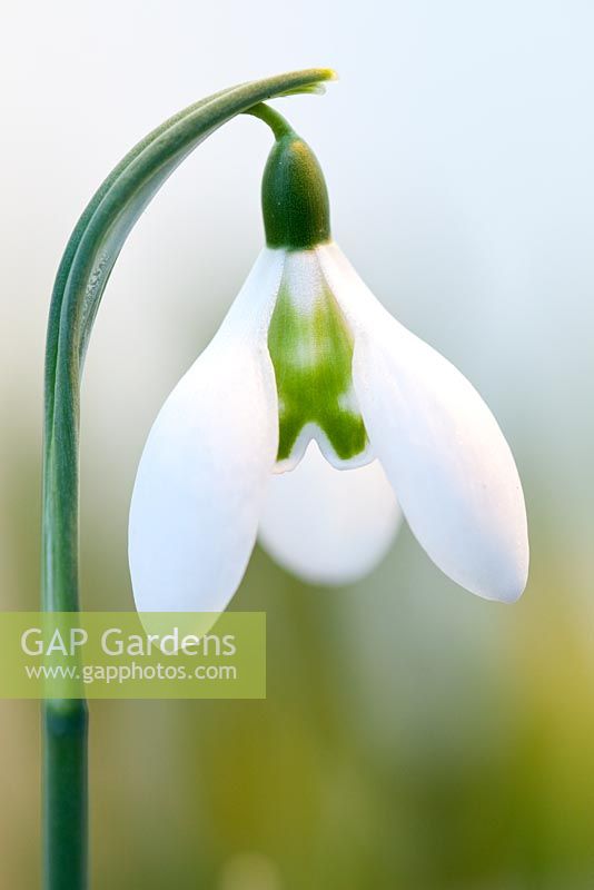 Galanthus 'Lapwing', February