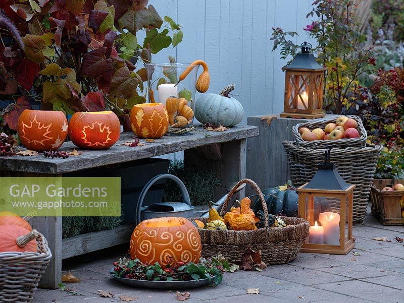 Autumnal arrangement of Cucurbita - Pumpkins, Corn, Malus, Hedera and Rosa hips 