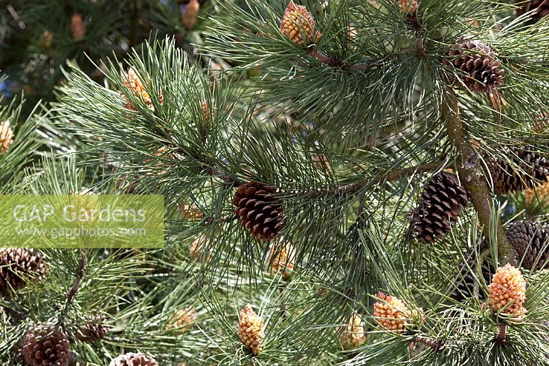 Pinus nigra ssp. Pallasiana