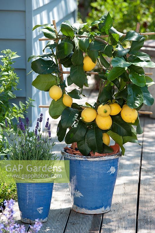 Citrus lemon 'Florentina' and  Lavandula in blue pots on terrace 