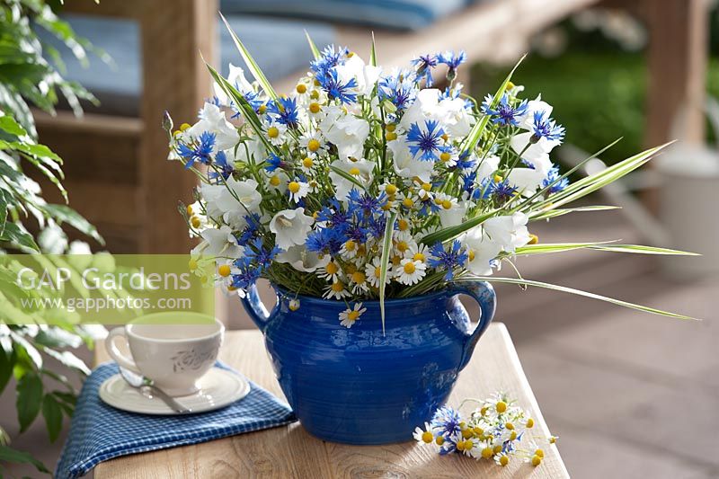 Campanula persicifolia, Centaurea cyanus, Matricaria chamomilla, Phalaris in blue vase