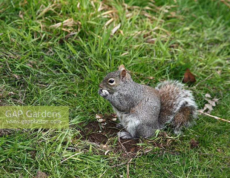 Scirius carolinensis - grey squirrel eating bulb on lawn