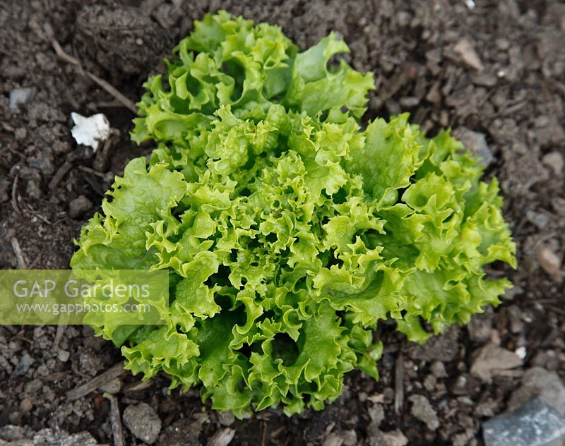 Lactuca  sativa 'Bionda' lettuce 