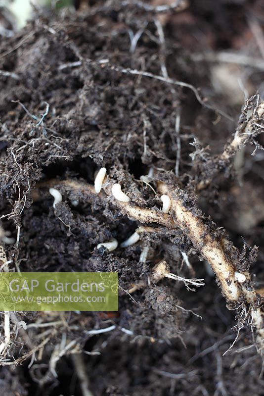 Delia brassicae - Cabbage Root fly maggots feeding on cabbage root
