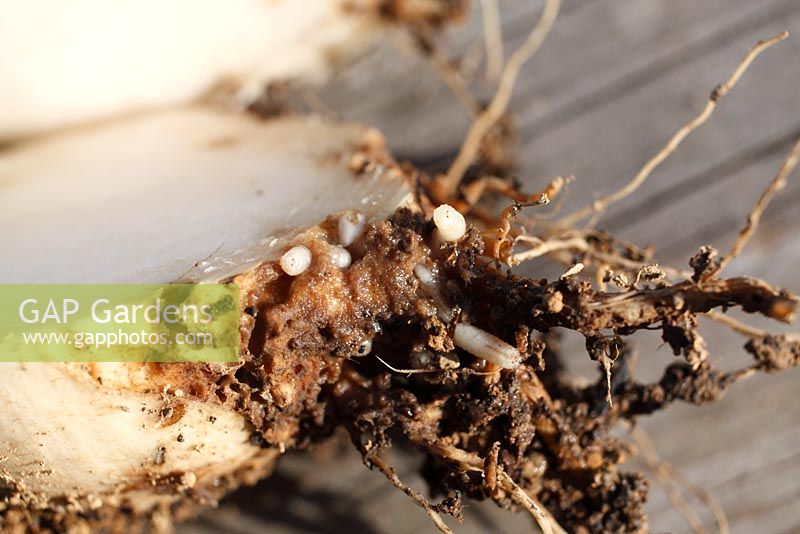 Delia brassicae - Cabbage Root fly maggots feeding on Turnip root
