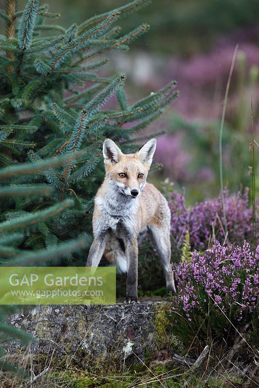 Vulpes vulpes - Red Fox standing on tree stump in forestry