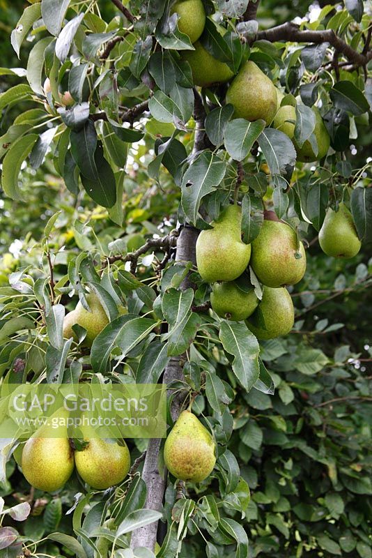 Pyrus communis 'Doyenne du Comice' Pear tree with mature fruit