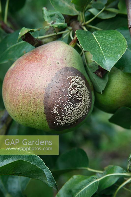Sclerotinia fructigena -  Brown Rot on ripening Pear