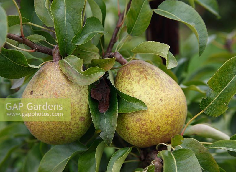 Pyrus communis 'Huyshes Prince of Wales' 