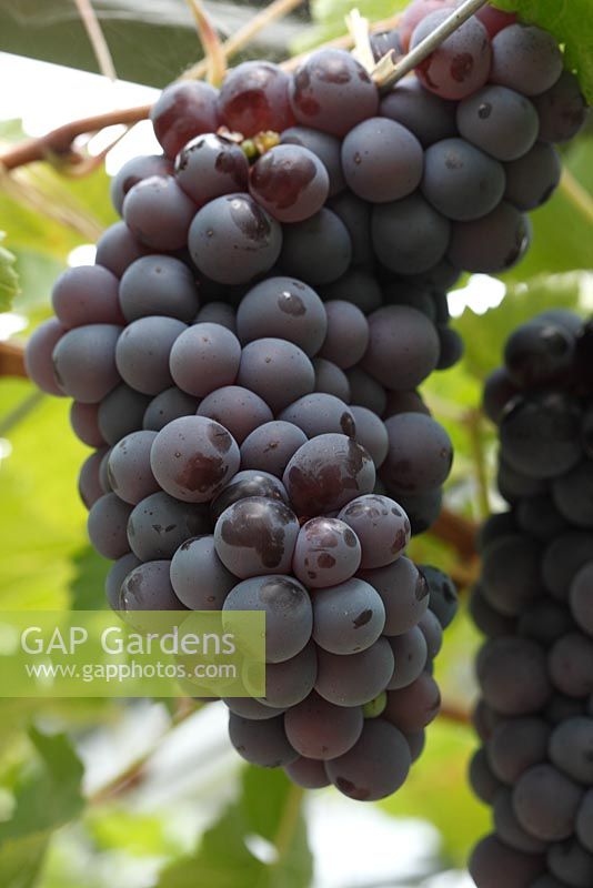 Vitis vinifera 'Black Hamburgh' - Grapes