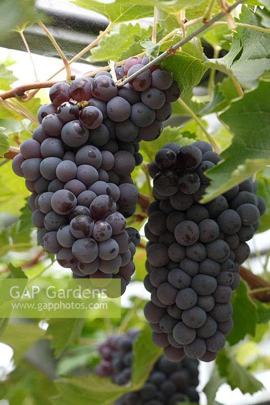 Vitis vinifera 'Black Hamburgh' - Grape