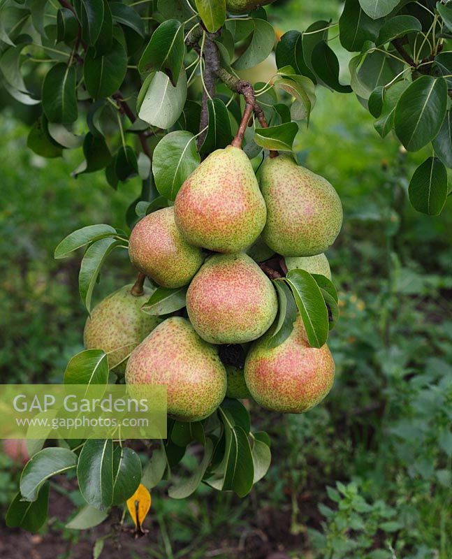 Pyrus communis 'Fondante Thirriot' - Pears ripening on tree