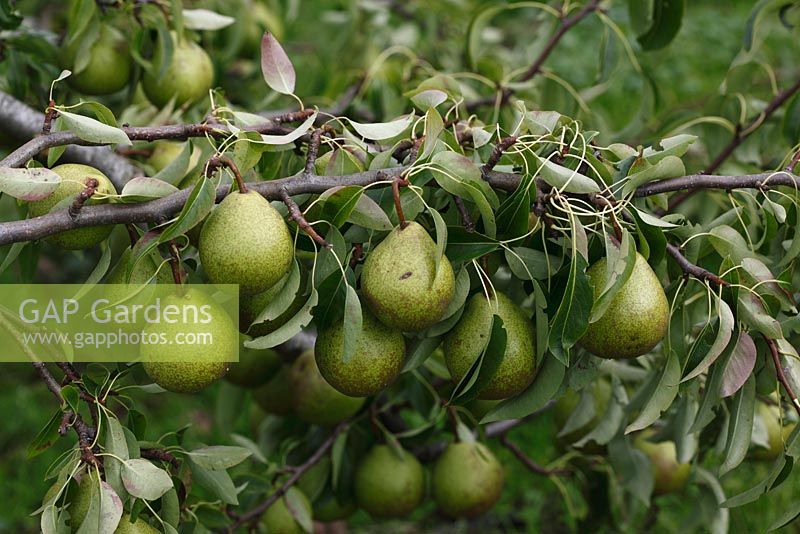 Pyrus communis 'Winter Nellis' - Pears ripening on tree