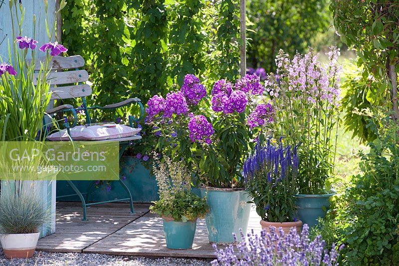 Purple and blue themed pots on patio - Humulus lupulus - Hop, Iris ensata 'Sensation', Phlox, Veronica spicata, Festuca glauca,, Heuchera, Geranium 'Rozanne'