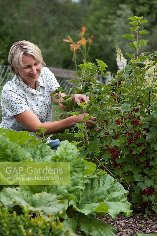 Woman picking Ribes rubrum - Redcurrants