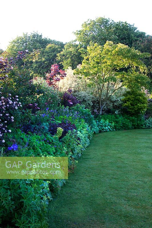 Yellow, blue and black themed shrub and herbaceous border - Allington Grange