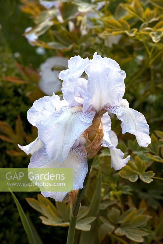 Iris germanica - Allington Grange