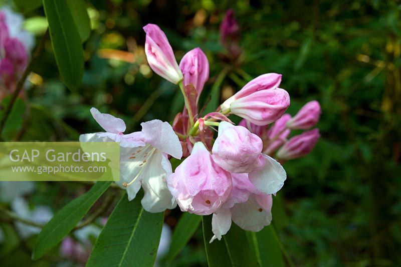 Rhododendron 'Hoppy' - Homecovert