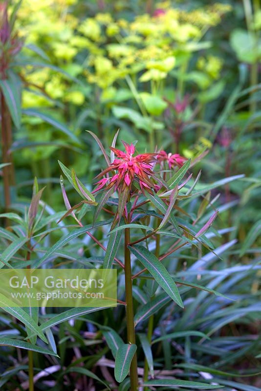 Bubleurumn rotundifolium 'Griffithii' and Euphorbia griffithii 'Fireglow' - Homecovert