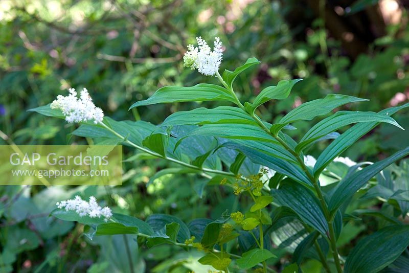 Maianthemum racemosum syn Smilacina racemosa - Treacle berry at Homecovert