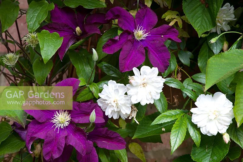 Clematis 'Warsaw Nike' with Rosa 'Snow Goose'