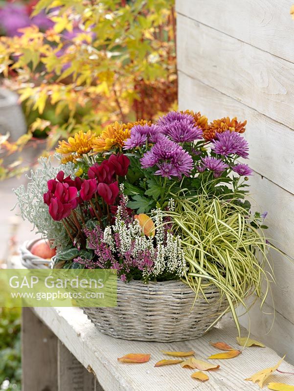 Basket planted with Chrysanthemum, Calluna Twin Girls 'Alicia' and 'Anette', Carex 'Supergold', Cyclamen and Calocephalus 