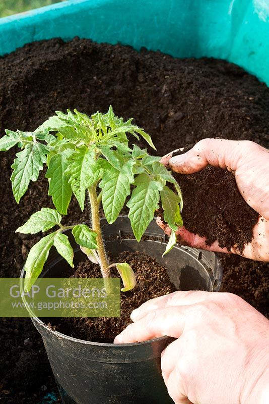 Potting on a Tomato plant - Step 2 - pot into a larger pot using 50 -50 john innes no. 2 and compost