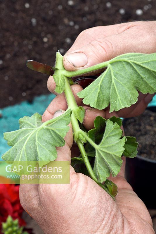 Taking Pelargonium cuttings - Step 1 - take cuttings below the leaf joint, 8cm long and remove lower leaves and flowers or buds