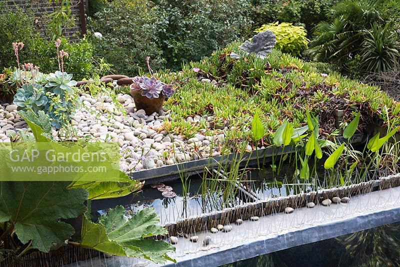 Gunnera, Water Hyacinths and Lilies in small rooftop bog garden, pots of Echeveria and Mesembryanthemum behind - The Chase