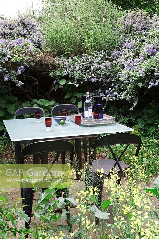 Glass table and metal chairs set for drinks in garden with Ceanothus - The Chase