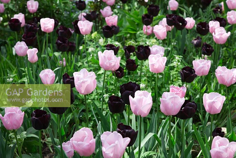 Tulipa 'Paul Scherer' with Tulipa 'Pink Diamond'