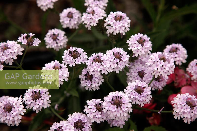 Verbena rigida f. lilacina 'Lilac Haze'