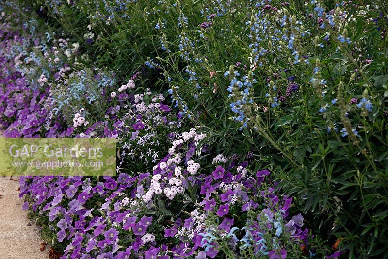 Petunias, Laurentia and Verbena rigida f. lilacina - Bedding display at the Garden of the Domaine de Chaumont-sur-Loire, France 2011