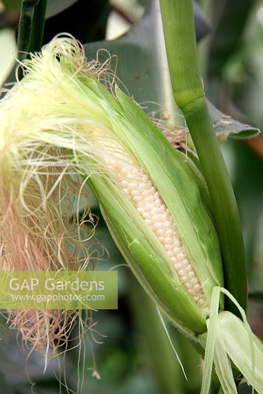 Zea mays - Sweet Corn 'Mini Pop' - plants are harvested when cobs are very immature - the whole cob is eaten