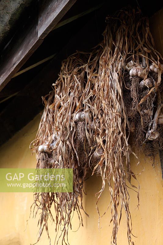 Newly harvested Garlic hanging under south facing eaves where it is protected from the rain - cool, well ventilated and dry and will remain good for food use for 9 months
