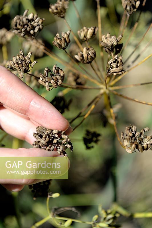 Foeniculum vulgare - Harvesting Fennel seeds
